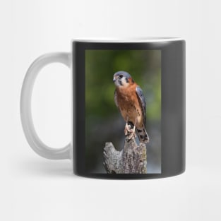 American Kestrel Mug